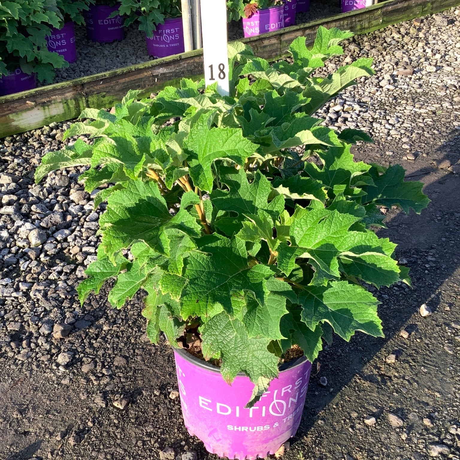 Jetstream Hydrangea quercifolia in a #3 First Editions container showing lush green oak-leaf foliage at a nursery.