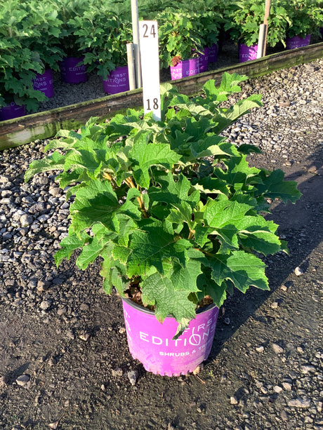 Jetstream Hydrangea quercifolia in a #3 First Editions container showing lush green oak-leaf foliage at a nursery.