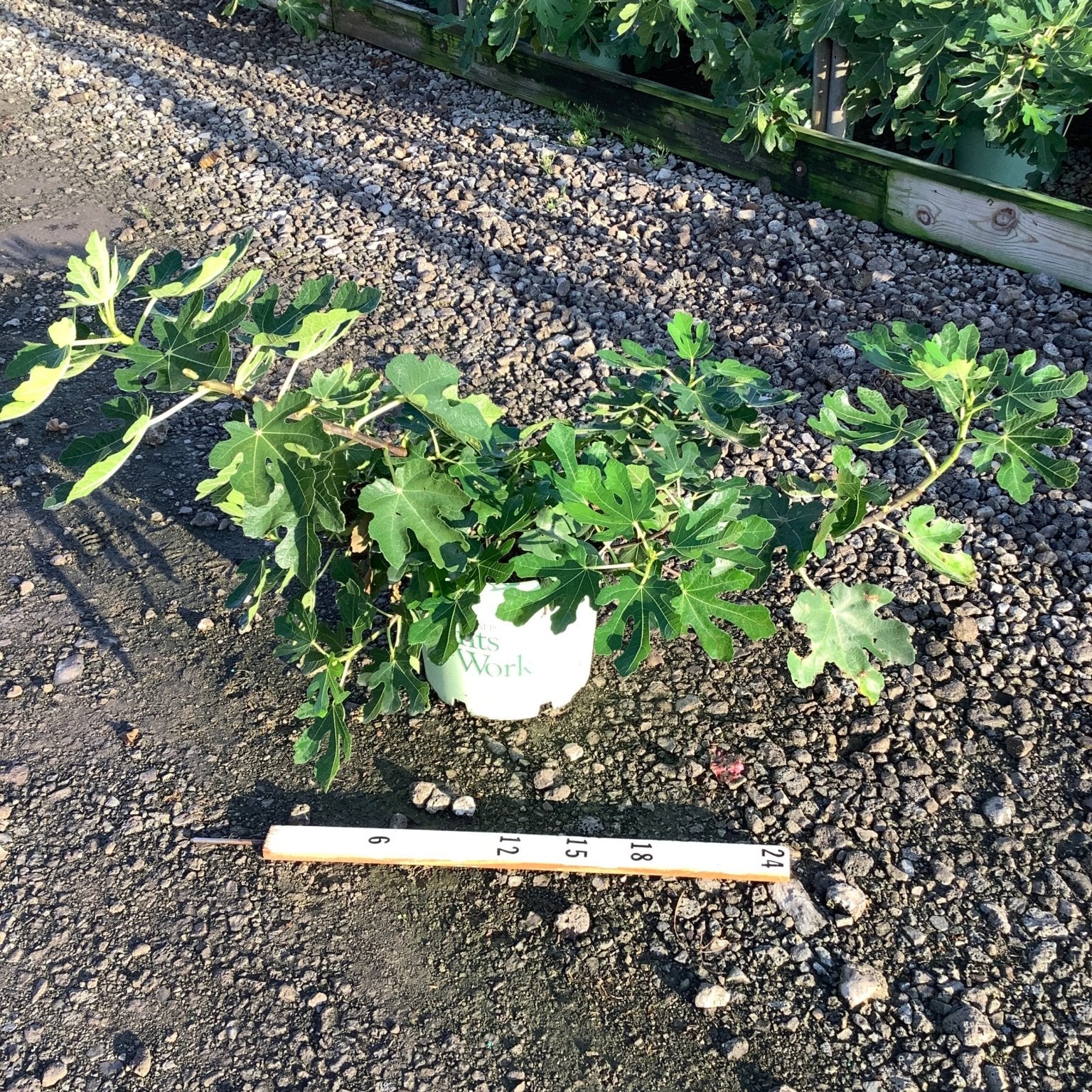 Brown Turkey Fig Tree in a #3 container showing spreading multi-stem habit with large lobed green leaves, measured against a ruler.