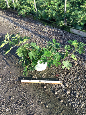 Brown Turkey Fig Tree in a #3 container showing spreading multi-stem habit with large lobed green leaves, measured against a ruler.