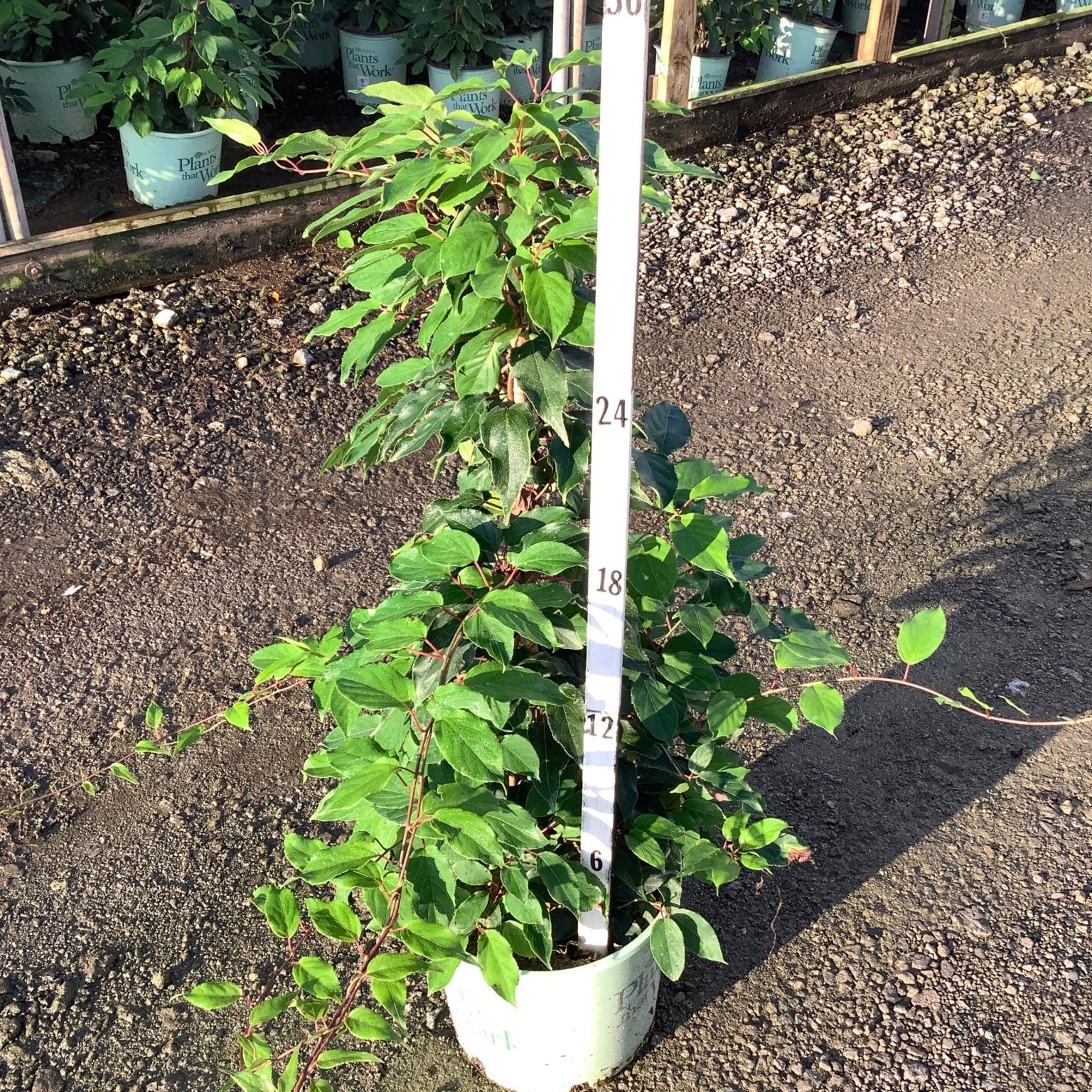 Prolific Hardy Kiwi shrub in a #3 container shown against a measurement stick at approximately 36 inches tall.