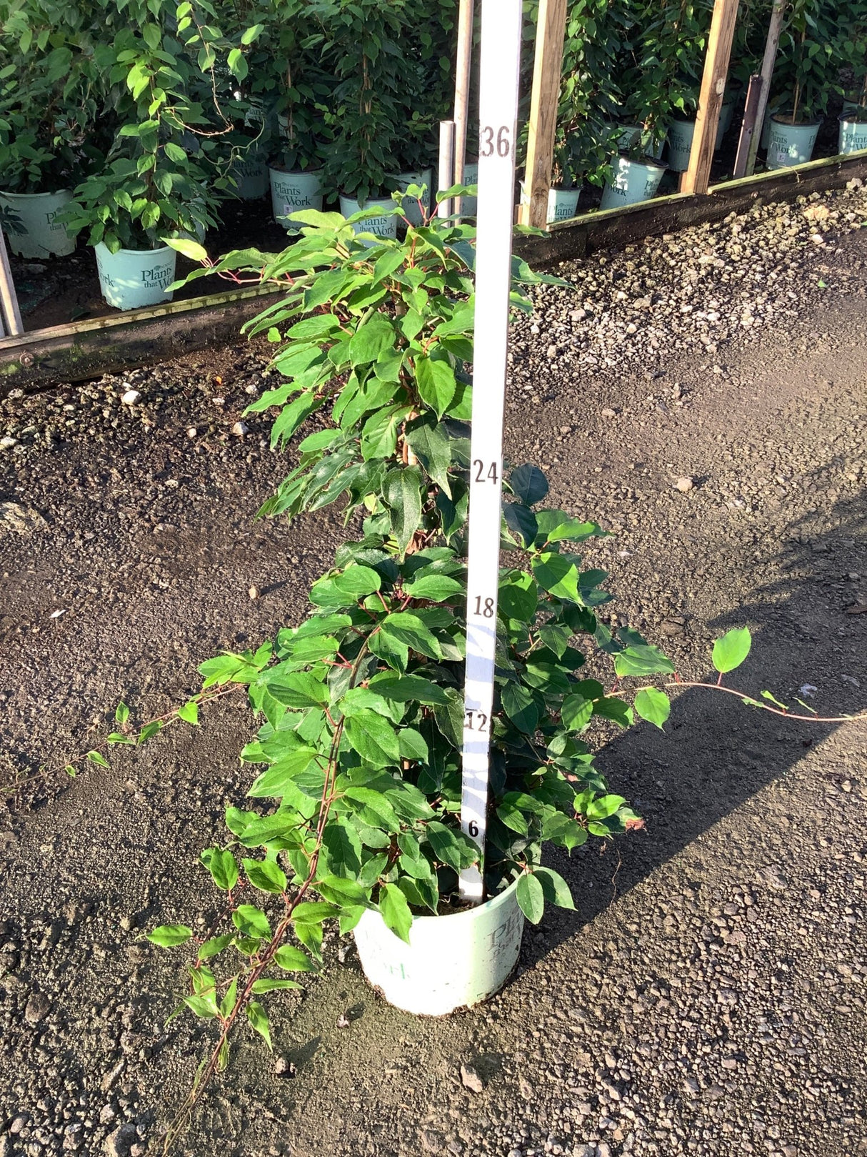Prolific Hardy Kiwi shrub in a #3 container shown against a measurement stick at approximately 36 inches tall.