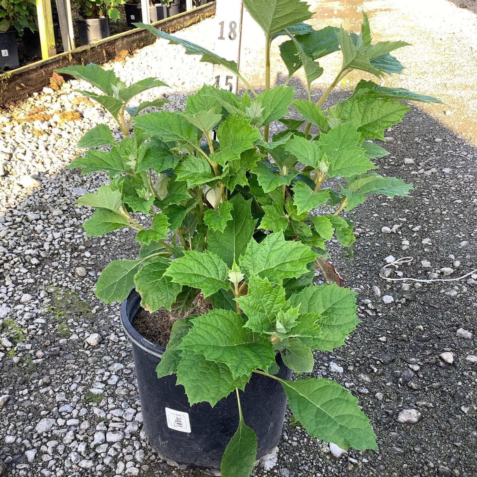 Alice Oakleaf Hydrangea in a #3 nursery container showing lush green lobed foliage at a greenhouse growing facility.