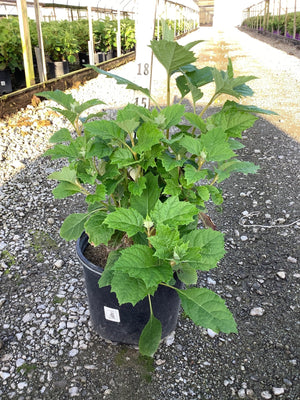 Alice Oakleaf Hydrangea in a #3 nursery container showing lush green lobed foliage at a greenhouse growing facility.