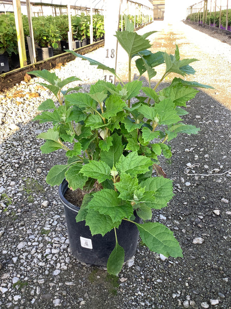 Alice Oakleaf Hydrangea in a #3 nursery container showing lush green lobed foliage at a greenhouse growing facility.