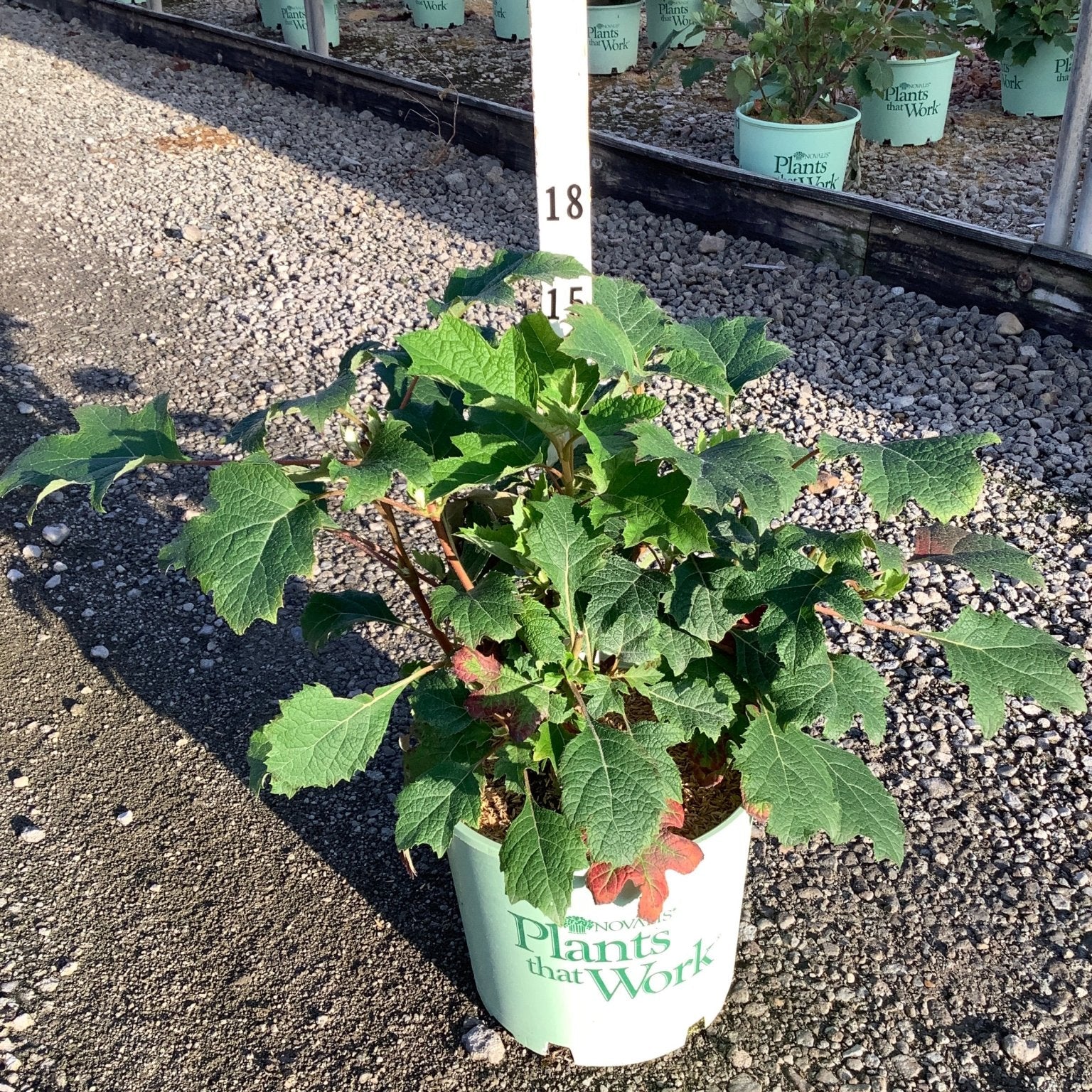 Ruby Slippers Oakleaf Hydrangea in a #3 container with large lobed green leaves and emerging buds at a nursery.