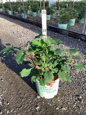 Ruby Slippers Oakleaf Hydrangea in a #3 container with large lobed green leaves and emerging buds at a nursery.