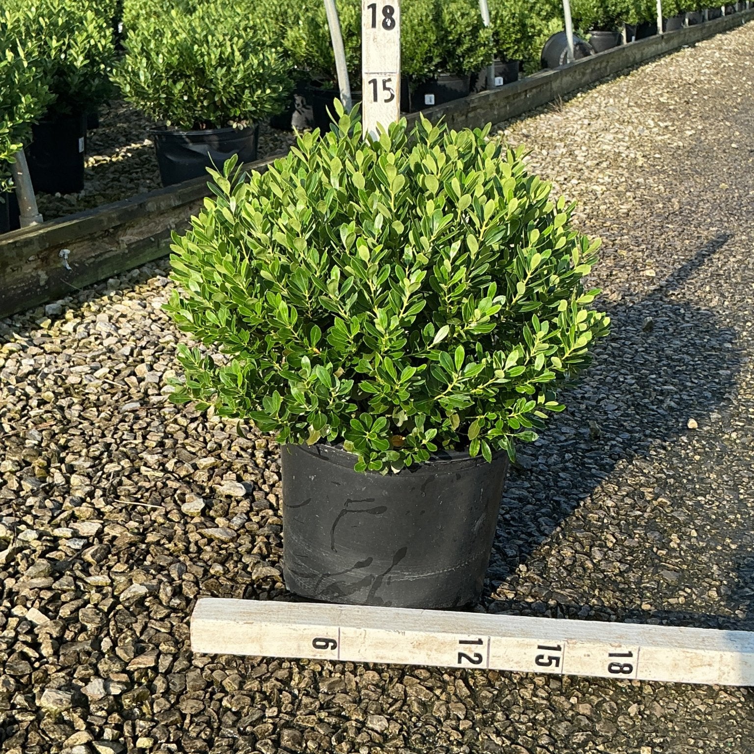 Densa Inkberry Holly shrub in a #3 nursery container showing dense rounded green foliage, measured at approximately 15 inches.