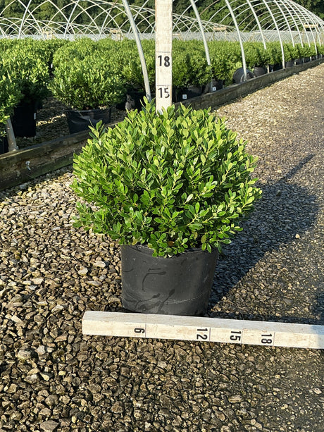 Densa Inkberry Holly shrub in a #3 nursery container showing dense rounded green foliage, measured at approximately 15 inches.