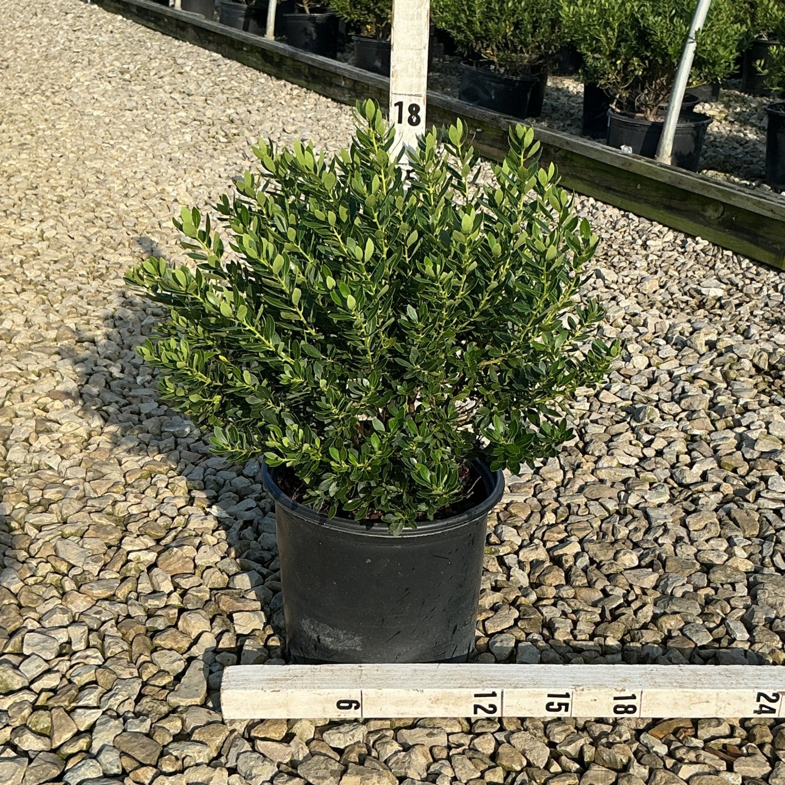 Forever Emerald Inkberry shrub in a #3 nursery container, showing dense dark green foliage measured at approximately 18 inches tall.