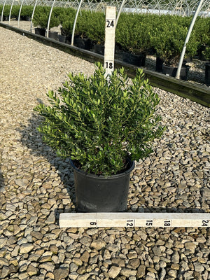 Forever Emerald Inkberry shrub in a #3 nursery container, showing dense dark green foliage measured at approximately 18 inches tall.