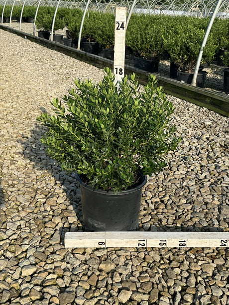 Forever Emerald Inkberry shrub in a #3 nursery container, showing dense dark green foliage measured at approximately 18 inches tall.