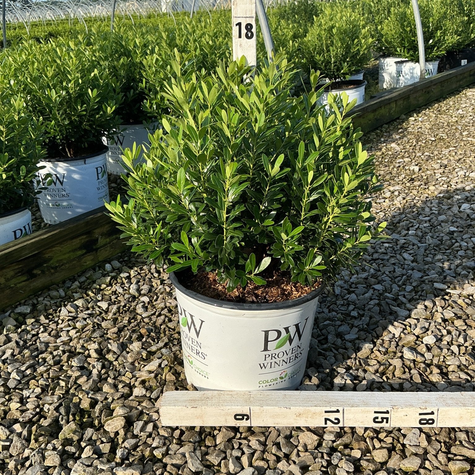 Strongbox Inkberry Holly shrub in a Proven Winners #3 container at a nursery, showing dense dark green foliage.