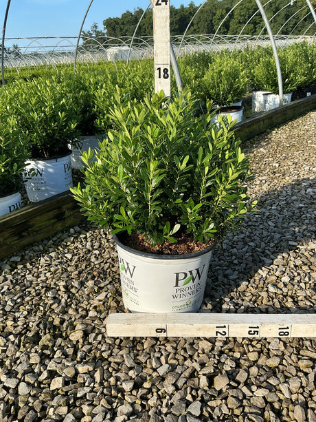 Strongbox Inkberry Holly shrub in a Proven Winners #3 container at a nursery, showing dense dark green foliage.