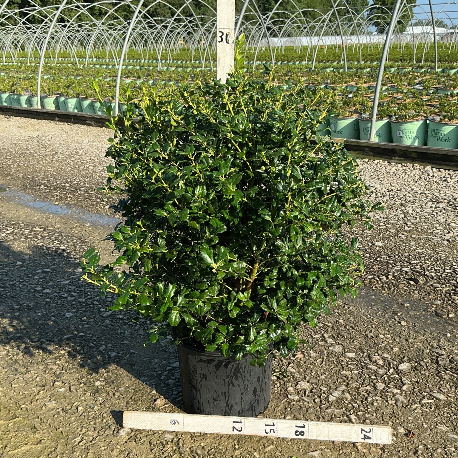 China Girl Holly shrub in a #3 container showing dense dark green spiny foliage with bright new yellow-green growth tips.