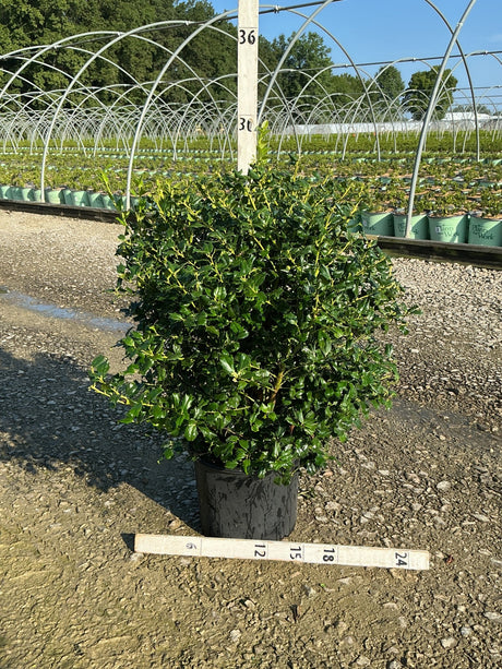 China Girl Holly shrub in a #3 container showing dense dark green spiny foliage with bright new yellow-green growth tips.