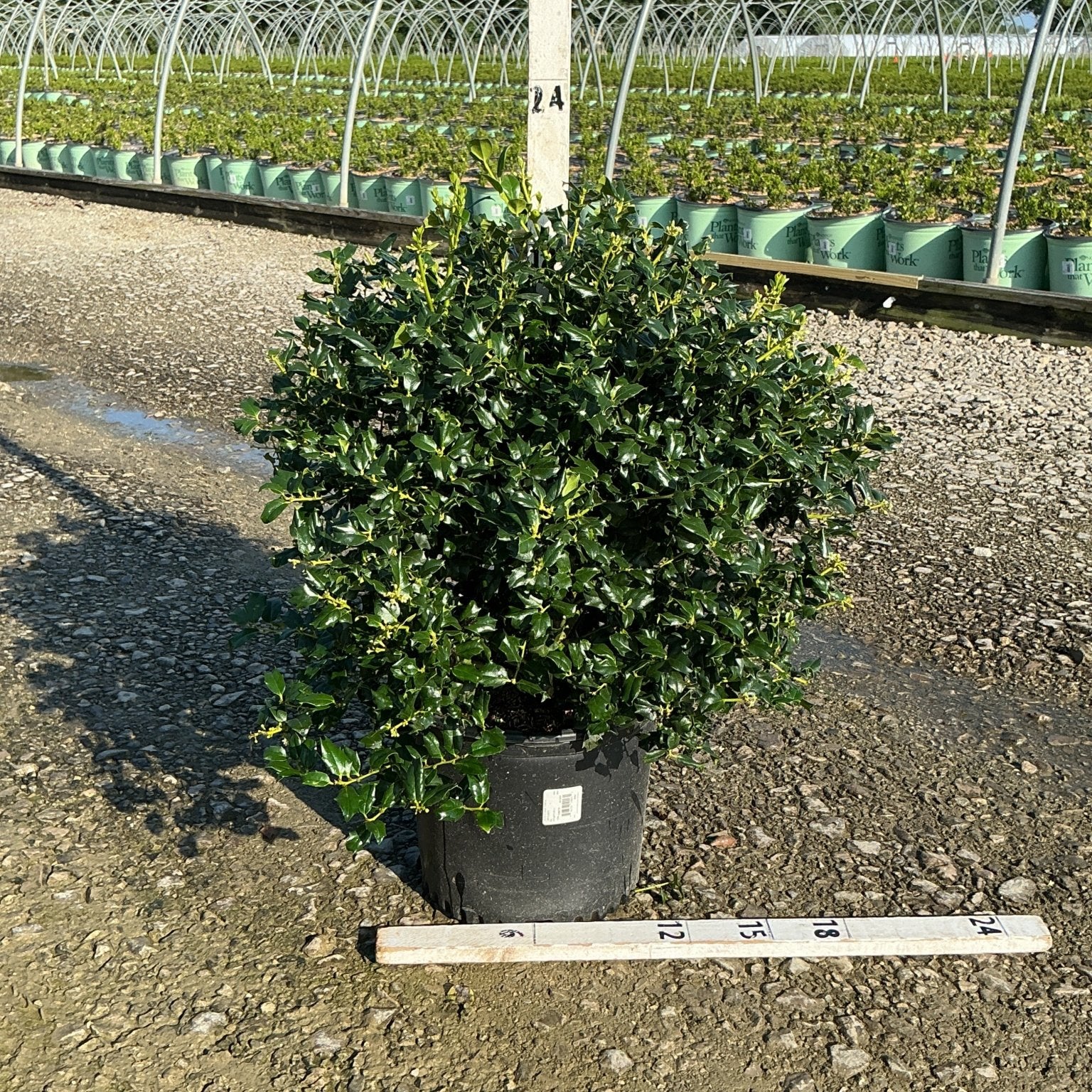 China Boy Holly shrub in a #3 nursery container, showing dense glossy dark green foliage at a plant nursery.