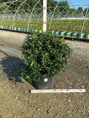 China Boy Holly shrub in a #3 nursery container, showing dense glossy dark green foliage at a plant nursery.