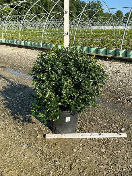 China Boy Holly shrub in a #3 nursery container, showing dense glossy dark green foliage at a plant nursery.