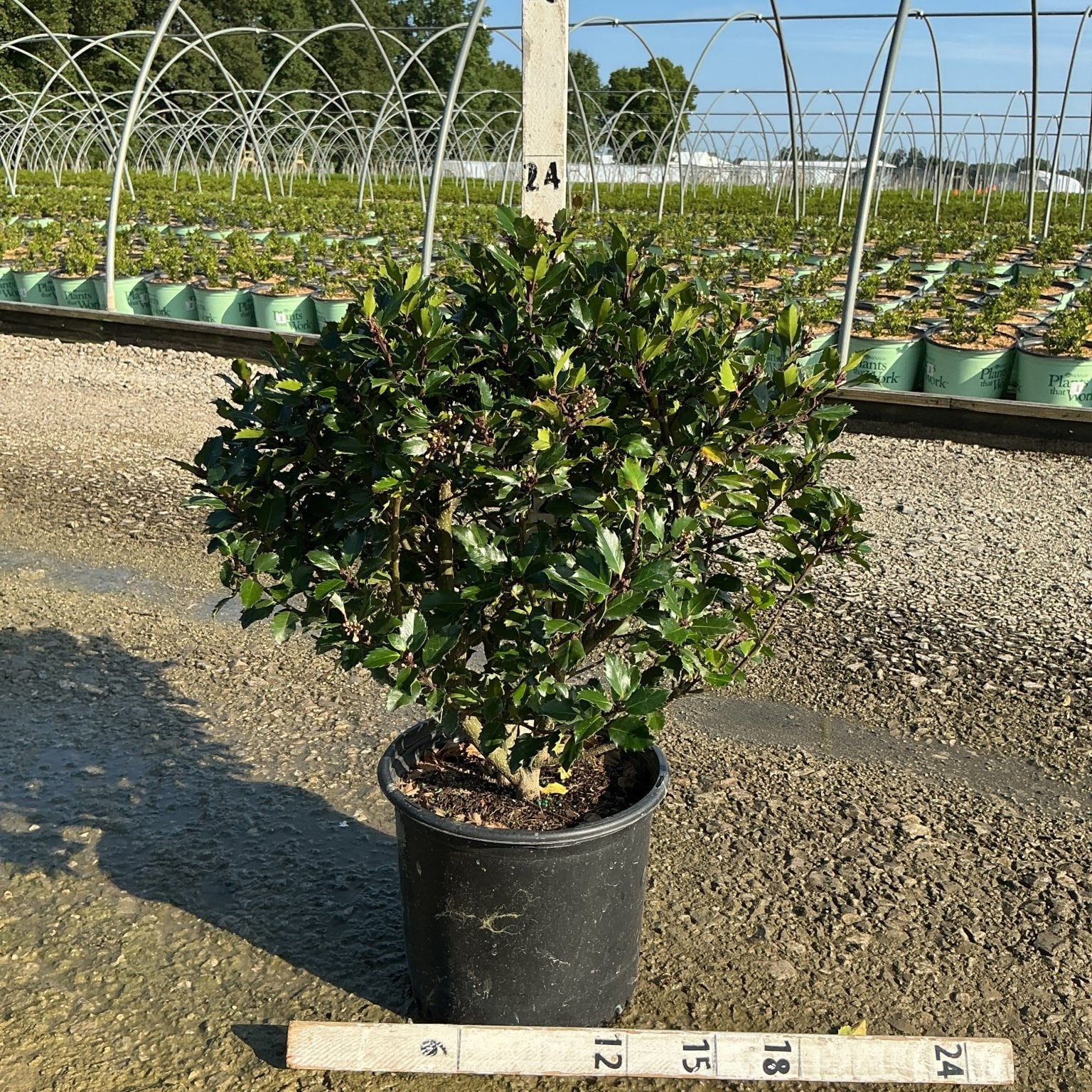 Blue Prince Holly shrub in a #3 container at a nursery, showing dense dark green glossy foliage with a ruler for scale.