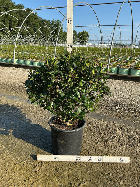 Blue Prince Holly shrub in a #3 container at a nursery, showing dense dark green glossy foliage with a ruler for scale.