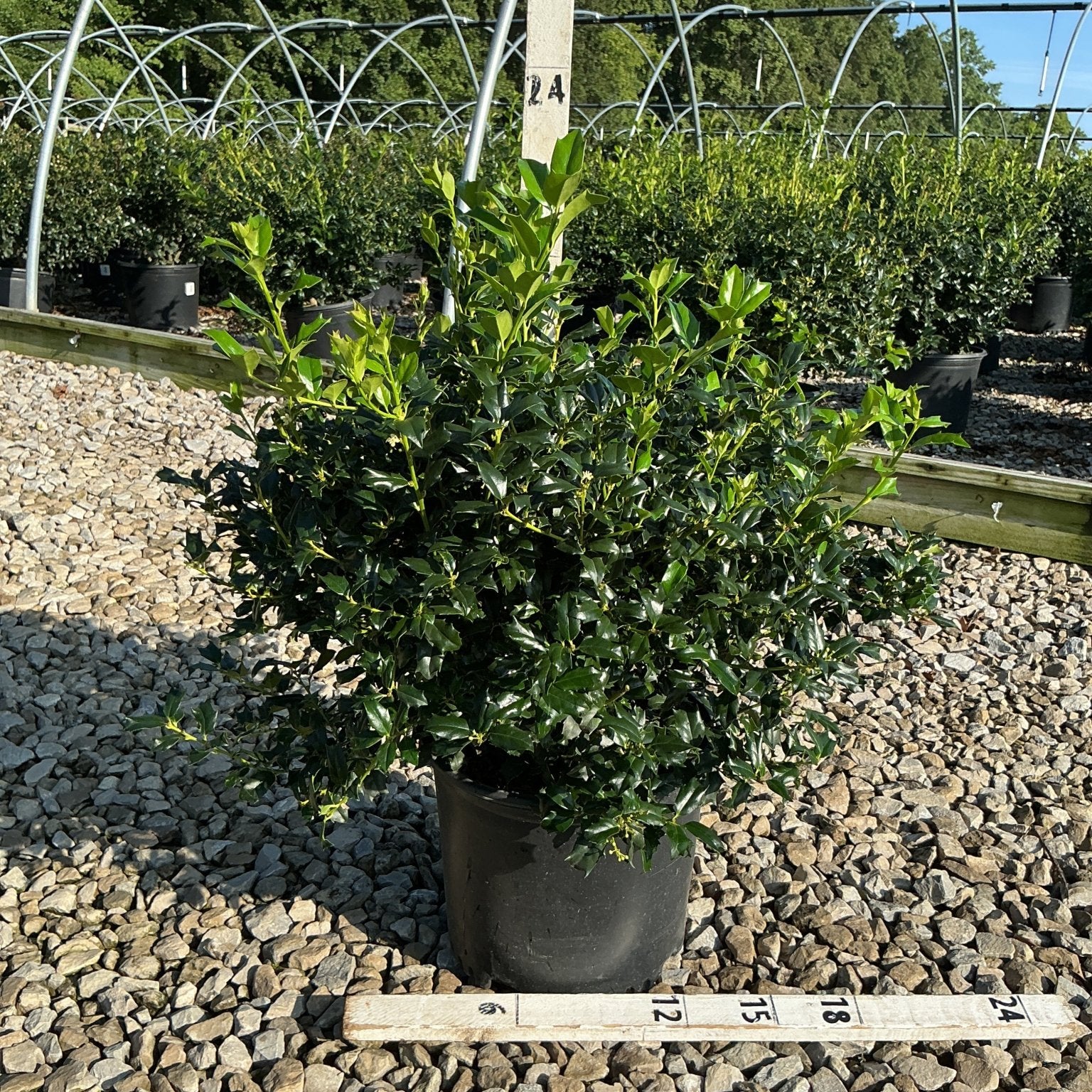 China Boy Holly shrub in a #3 container showing dense dark green foliage with new bright growth at a nursery.