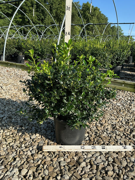 China Boy Holly shrub in a #3 container showing dense dark green foliage with new bright growth at a nursery.