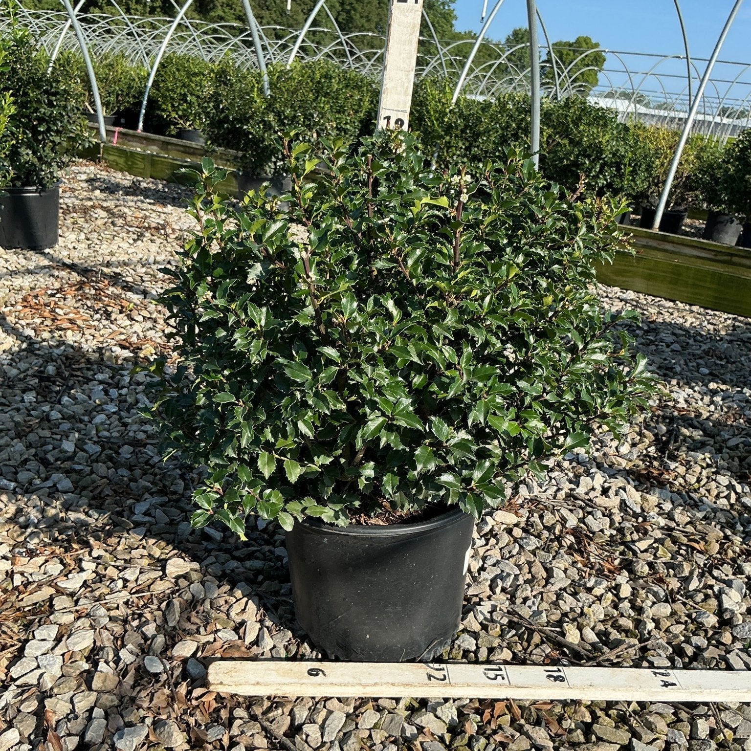 Blue Princess Holly shrub in a #3 container displayed on gravel at a nursery, showing dense dark green spiny foliage.