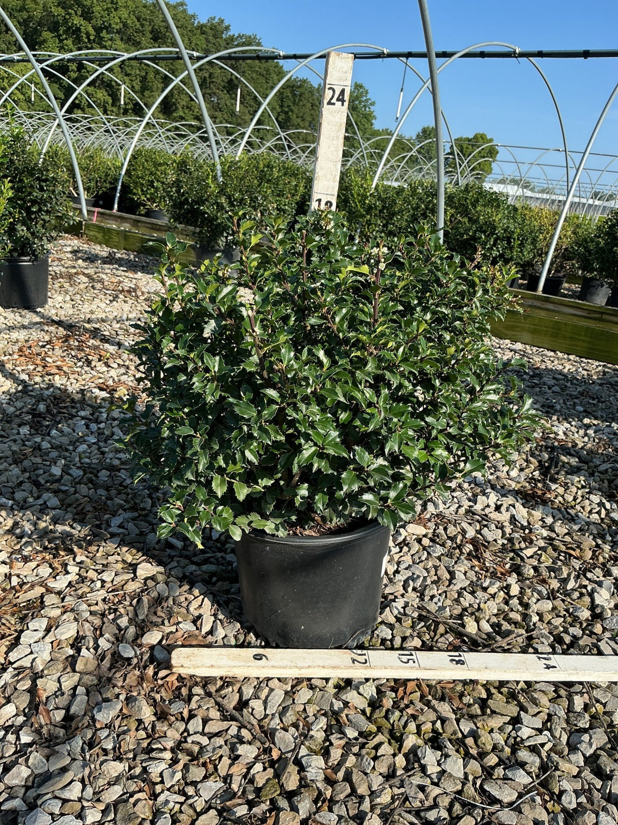 Blue Princess Holly shrub in a #3 container displayed on gravel at a nursery, showing dense dark green spiny foliage.
