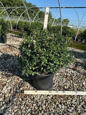 Blue Princess Holly shrub in a #3 container displayed on gravel at a nursery, showing dense dark green spiny foliage.