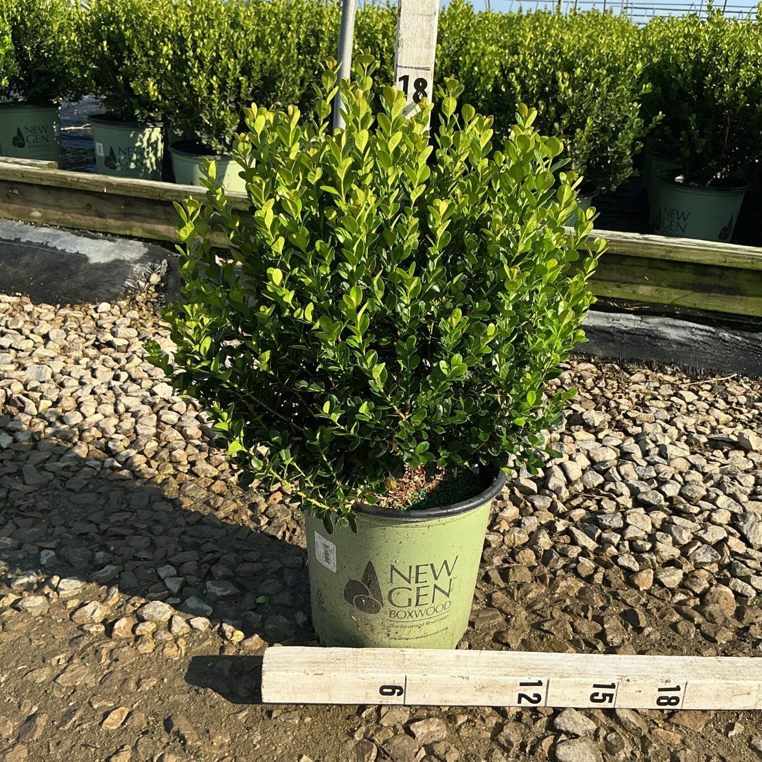 NewGen Freedom Boxwood in a #2 container showing dense green foliage, measured at approximately 18 inches tall at a nursery.