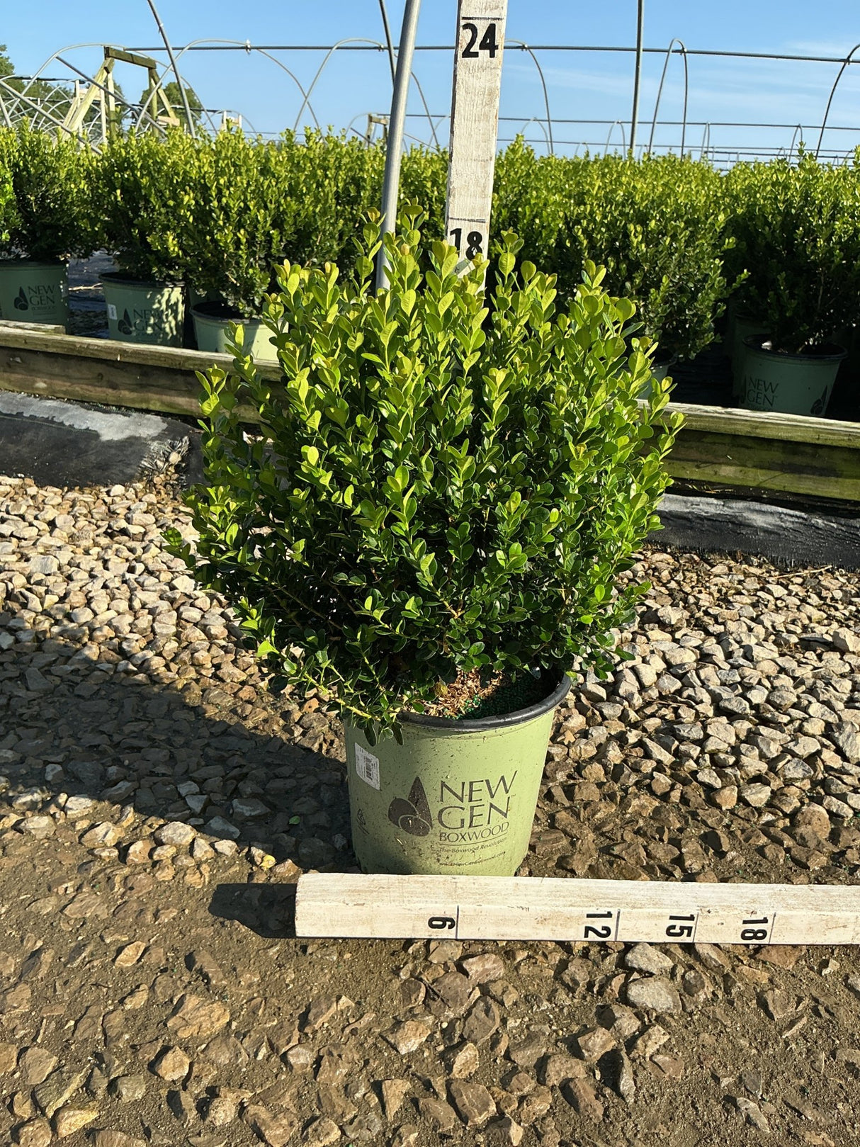 NewGen Freedom Boxwood in a #2 container showing dense green foliage, measured at approximately 18 inches tall at a nursery.
