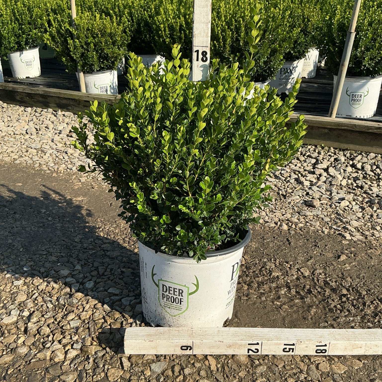 Sprinter Boxwood shrub in a nursery container, showing dense bright green foliage measured at approximately 18 inches tall.