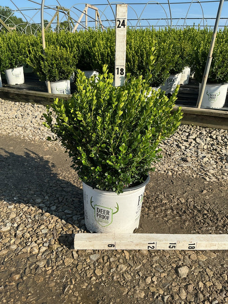 Sprinter Boxwood shrub in a nursery container, showing dense bright green foliage measured at approximately 18 inches tall.