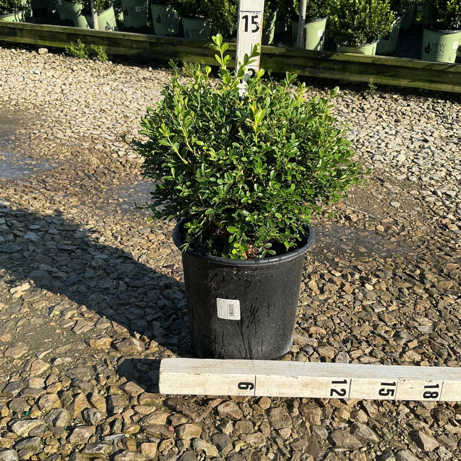 Franklin's Gem Boxwood in a #2 container shown next to a measurement stake, reaching approximately 12 inches tall with dense green foliage.