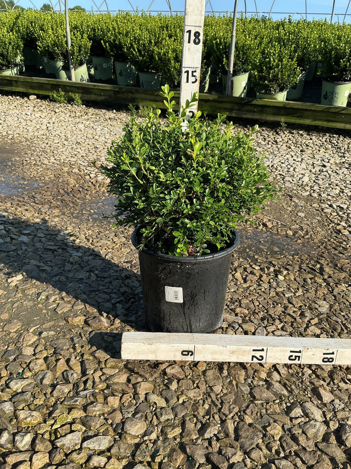 Franklin's Gem Boxwood in a #2 container shown next to a measurement stake, reaching approximately 12 inches tall with dense green foliage.