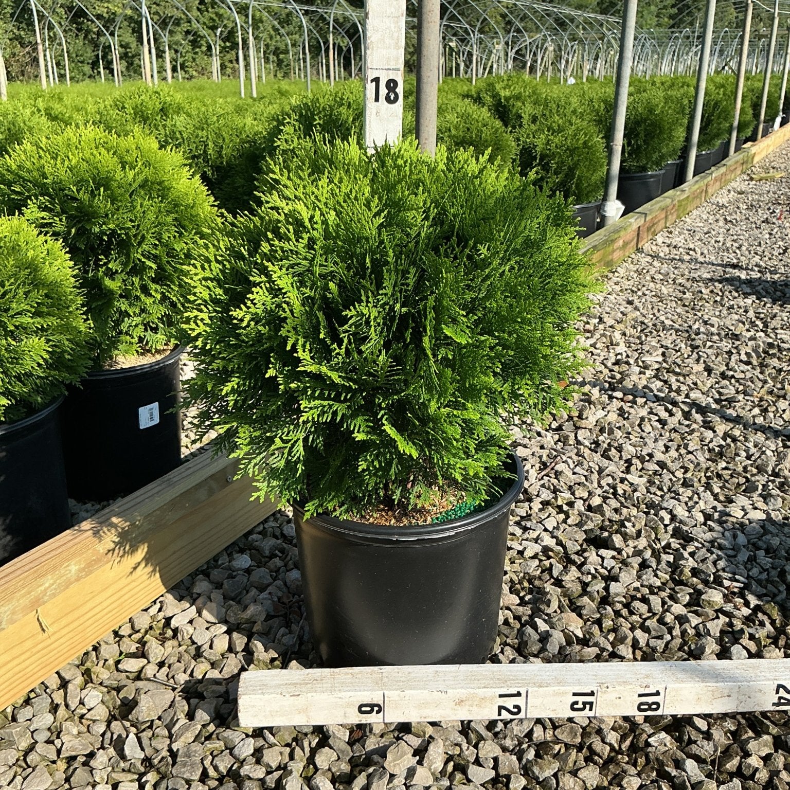 Danica Globe Arborvitae in a black nursery container displayed beside measurement stakes at a growing facility.