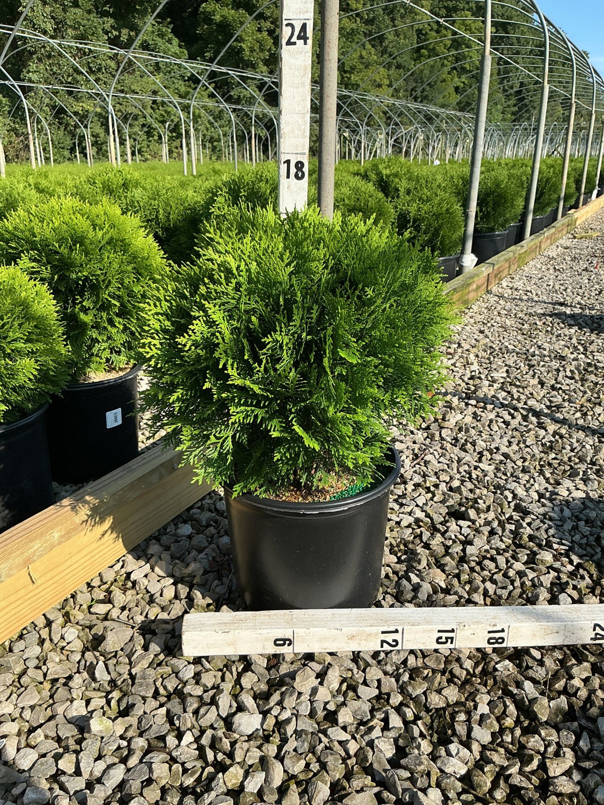 Danica Globe Arborvitae in a black nursery container displayed beside measurement stakes at a growing facility.