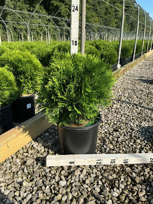 Danica Globe Arborvitae in a black nursery container displayed beside measurement stakes at a growing facility.