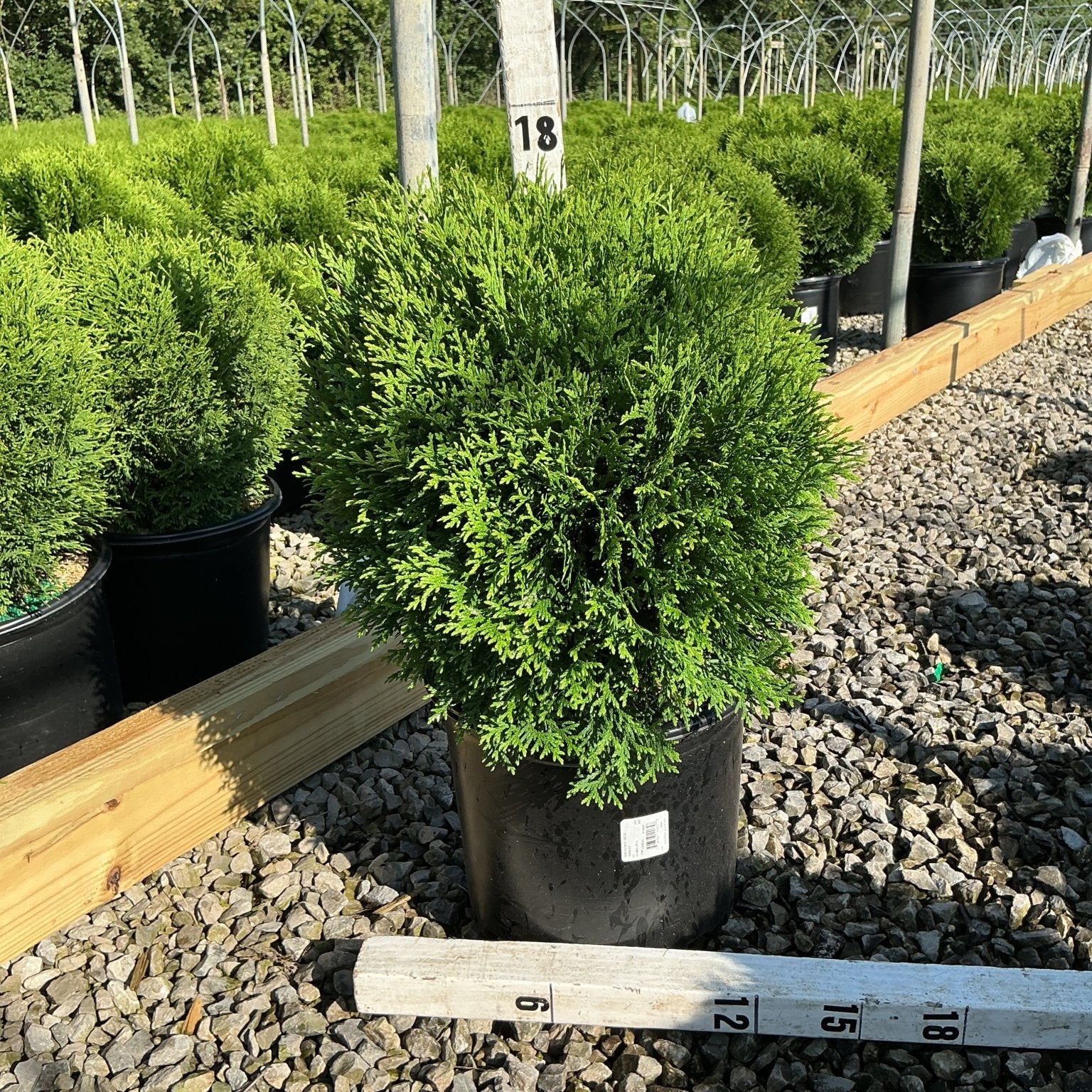 Hetz Midget Arborvitae in a #3 nursery container, showing a dense, rounded globe of bright green foliage.
