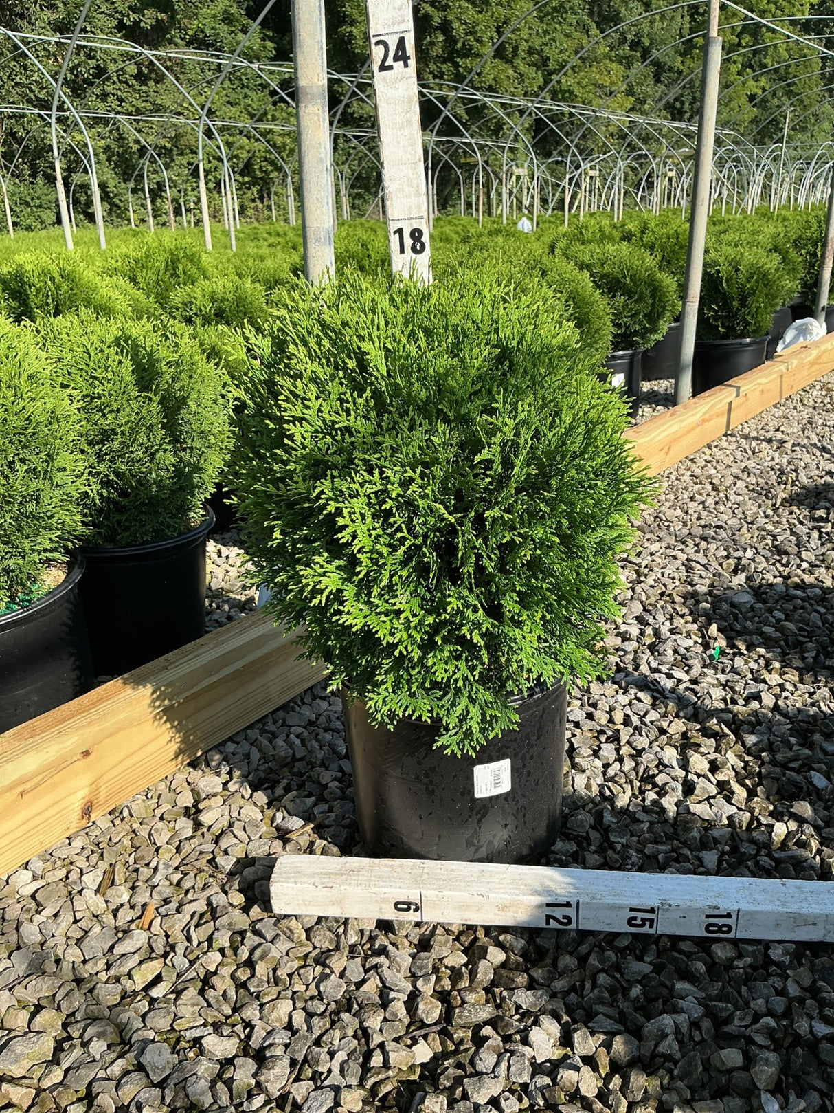 Hetz Midget Arborvitae in a #3 nursery container, showing a dense, rounded globe of bright green foliage.