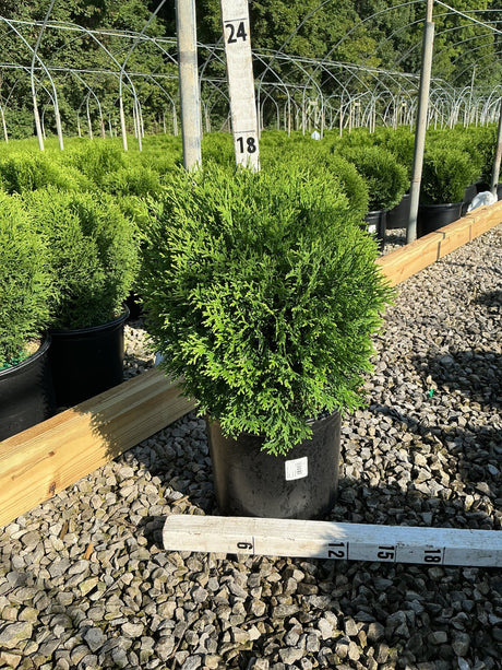 Hetz Midget Arborvitae in a #3 nursery container, showing a dense, rounded globe of bright green foliage.