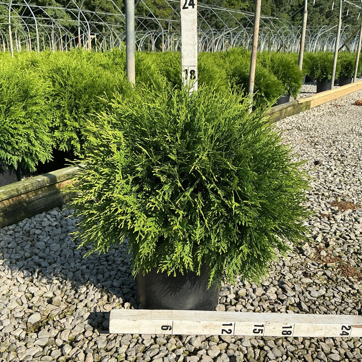 Woodward Arborvitae in a #3 container with dense green foliage, shown at a nursery with a measurement ruler indicating roughly 18 inches wide.