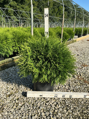 Woodward Arborvitae in a #3 container with dense green foliage, shown at a nursery with a measurement ruler indicating roughly 18 inches wide.