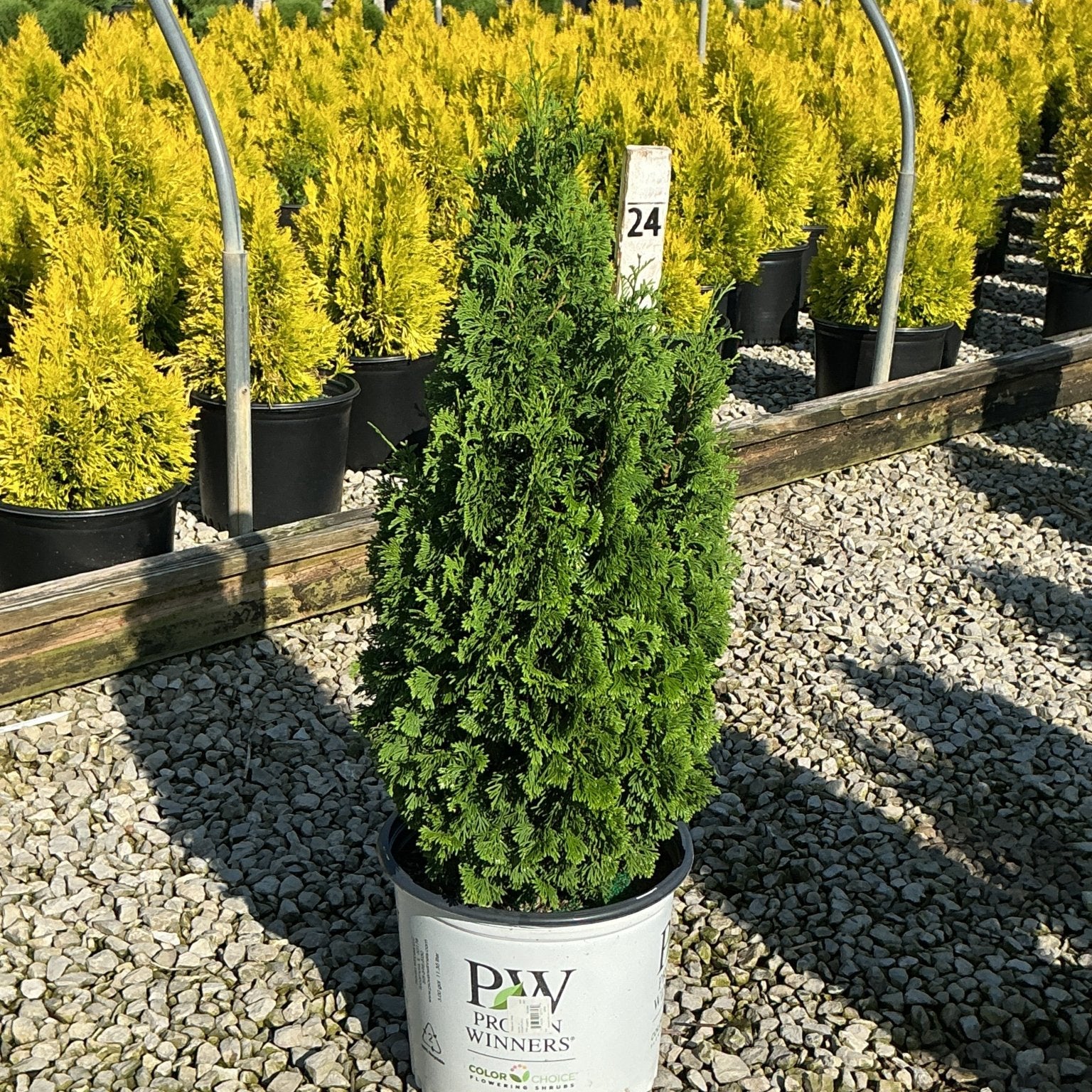 Sting Arborvitae in a #3 Proven Winners container displayed at a nursery with golden arborvitae in the background.