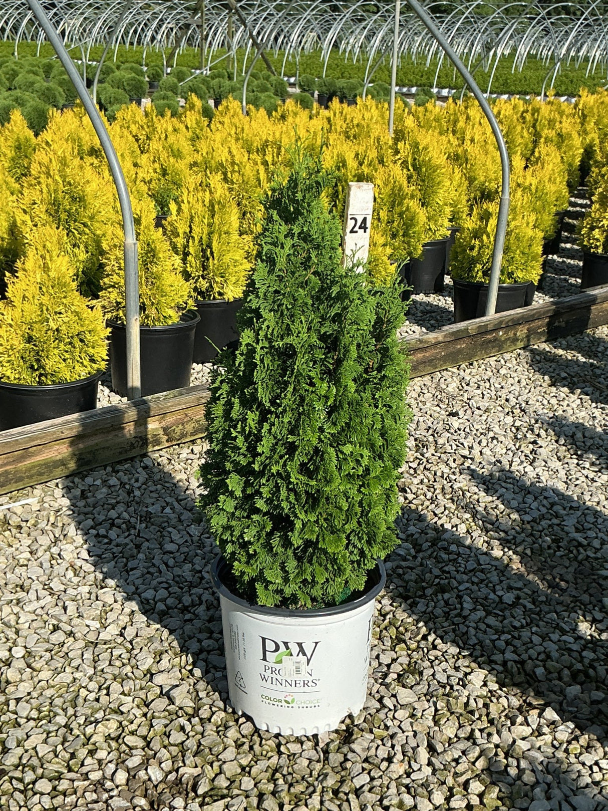 Sting Arborvitae in a #3 Proven Winners container displayed at a nursery with golden arborvitae in the background.