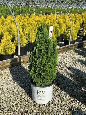 Sting Arborvitae in a #3 Proven Winners container displayed at a nursery with golden arborvitae in the background.