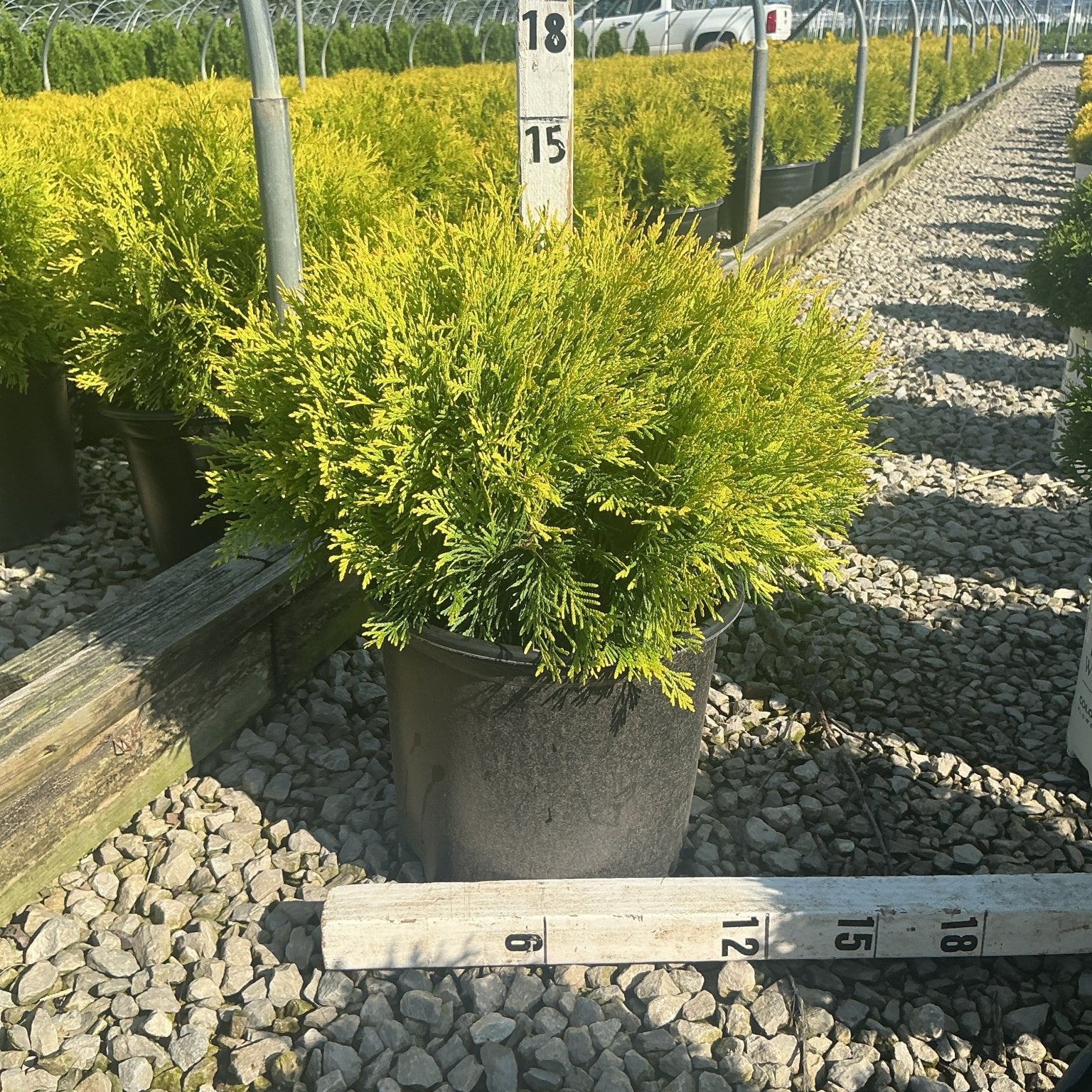 Golden Globe Arborvitae in a #3 container showing dense golden-green foliage measured at approximately 15 inches tall at a nursery.