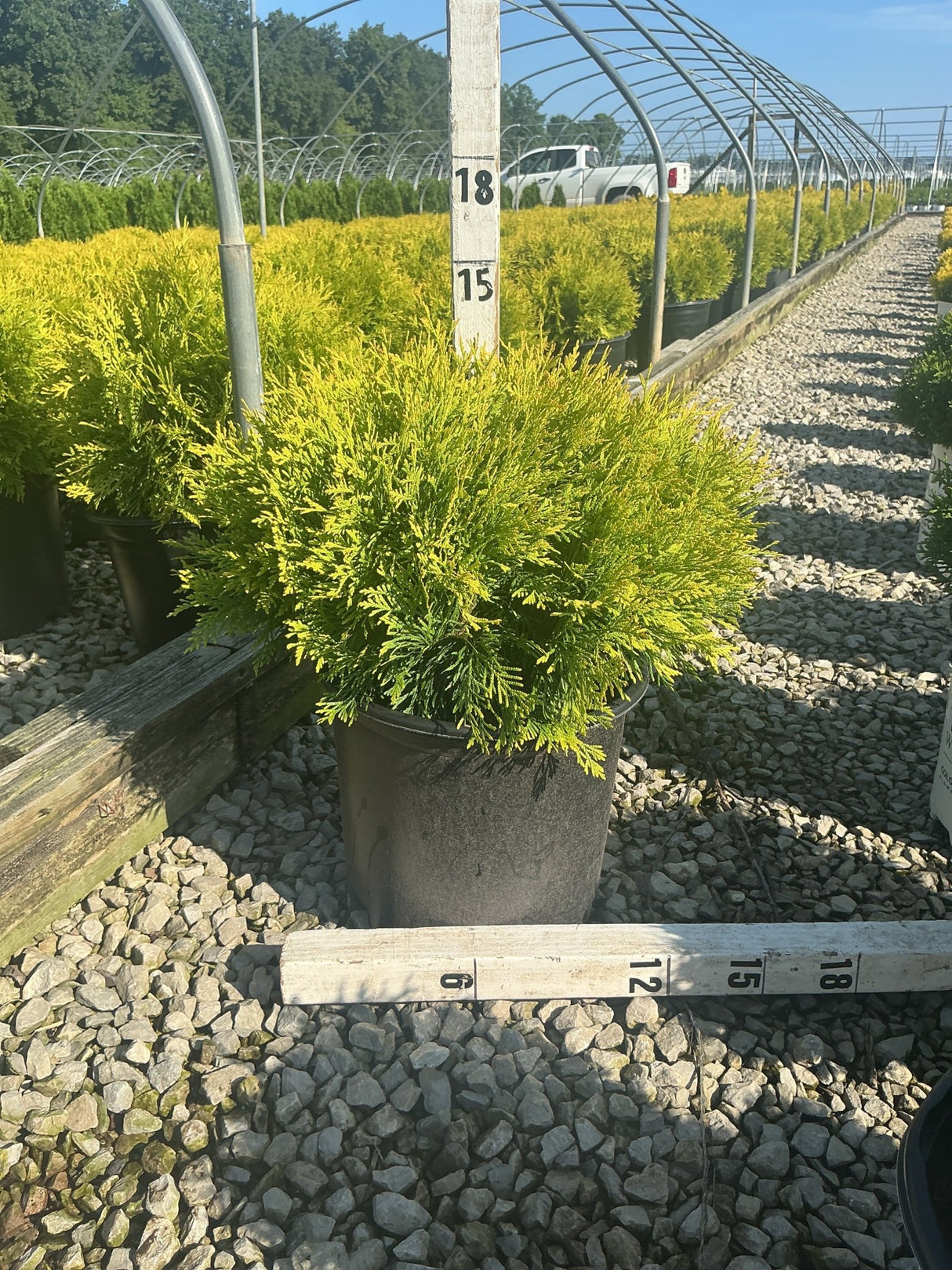 Golden Globe Arborvitae in a #3 container showing dense golden-green foliage measured at approximately 15 inches tall at a nursery.