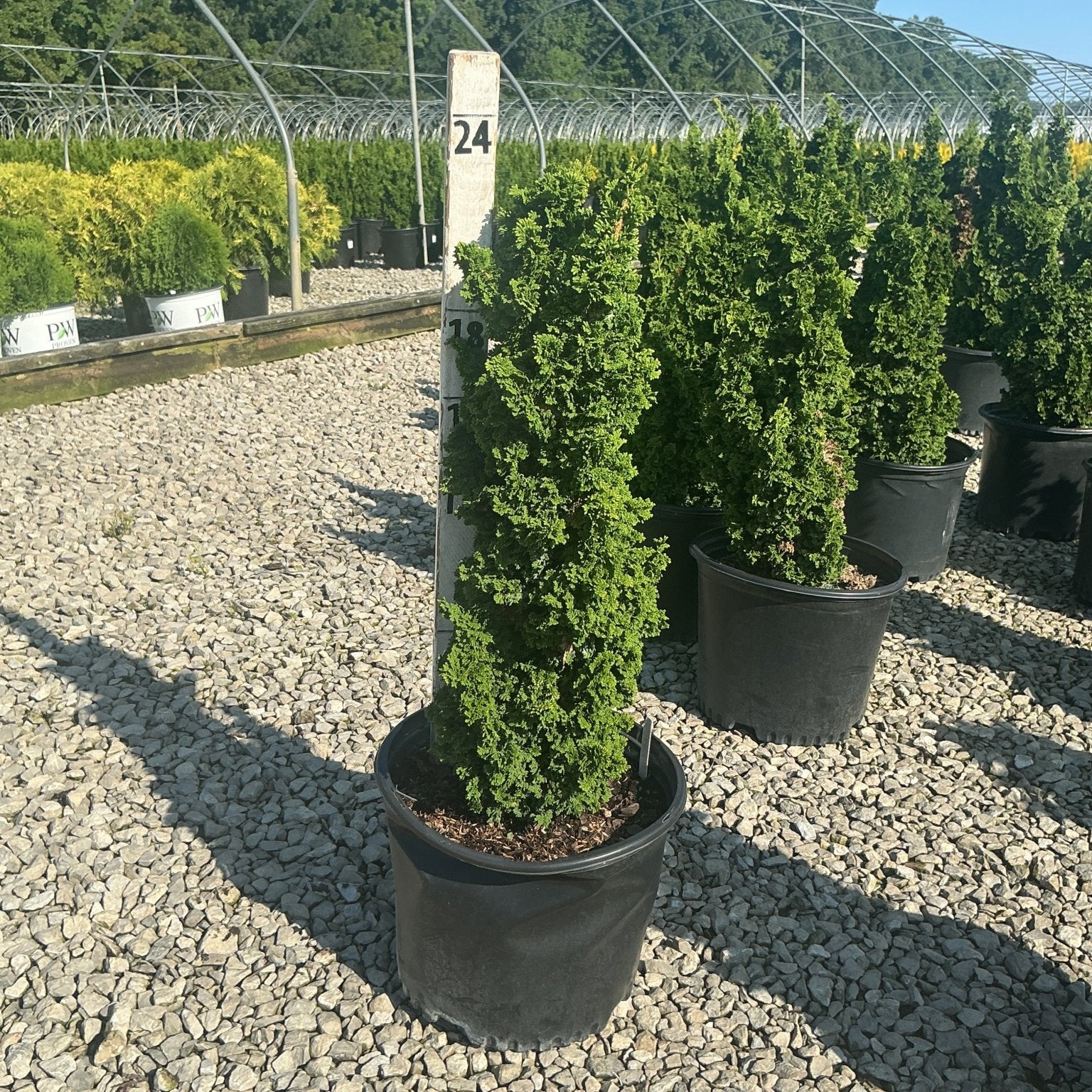 Primo Dwarf Arborvitae in a black nursery container displayed on a gravel lot at a plant nursery.